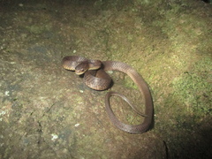 Pareas carinatus