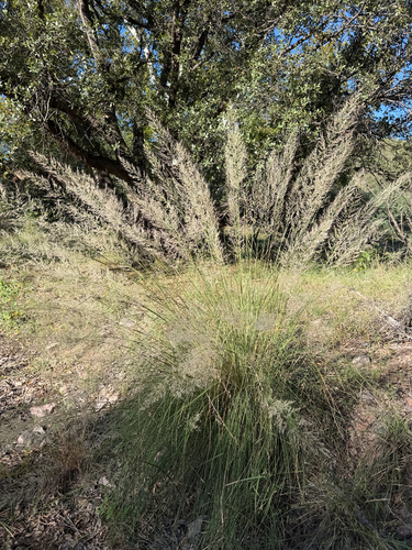 Muhlenbergia emersleyi, 2026-10-08