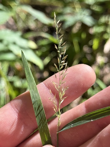 Muhlenbergia frondosa observed 2026-10-08
