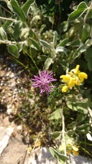 Crupina crupinastrum