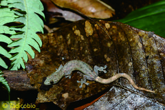 Hemiphyllodactylus typus