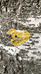 Xanthoria parietina