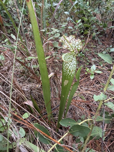 white pitcher plant