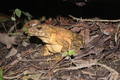 Phrynoidis juxtasper