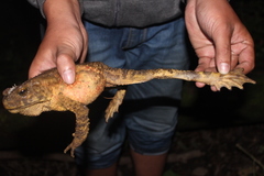 Phrynoidis juxtasper