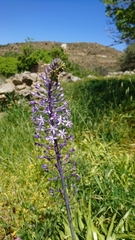 Scilla hyacinthoides