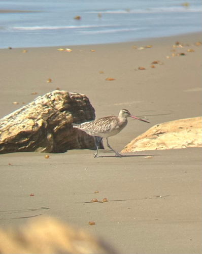 iNaturalist observation photo of Bar-tailed Godwit