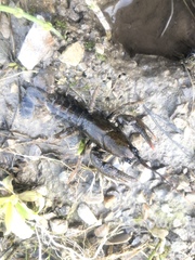 Lacunicambarus polychromatus