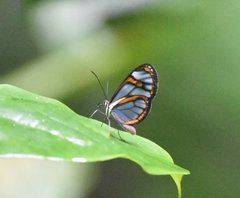 Ithomia agnosia pellucida