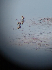Himantopus mexicanus