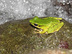 Odorrana hosii