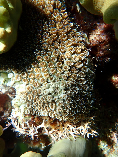 Galaxea fascicularis observed 2026-10-08
