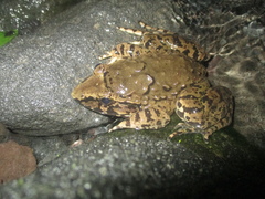 Limnonectes macrodon