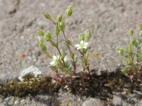 Arenaria serpyllifolia