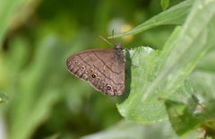 Hermeuptychia canthe