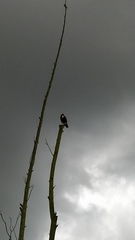 Geranoaetus albicaudatus