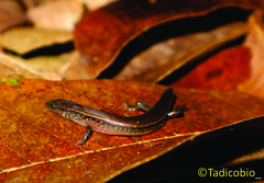 Subdoluseps bowringii