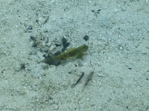 Cryptocentrus cinctus observed 2026-09-24
