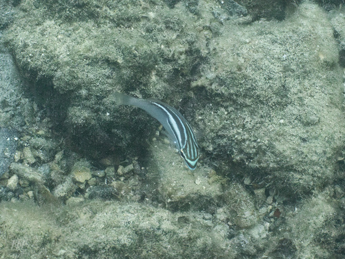 Scolopsis trilineata observed 2026-09-24