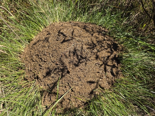 Allegheny Mound Ant photo 6