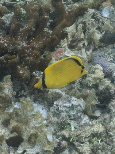 Chaetodon semeion observed 2026-09-24
