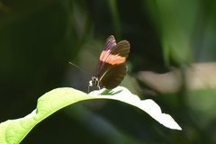 Heliconius erato adana