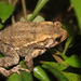 Indonesian Crested Toad - Photo (c) _erikprasetyo, some rights reserved (CC BY-NC)