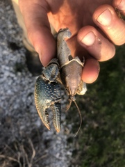 Lacunicambarus polychromatus