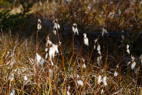 Eriophorum angustifolium observed 2026-10-05
