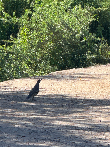 Gambel's Quail observed by earthtomadi