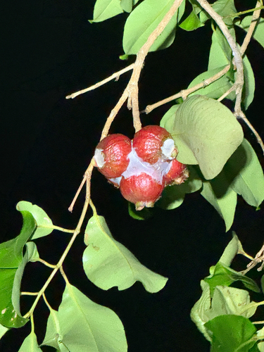 Syzygium suborbiculare observed 2026-10-08