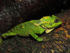 Gonocephalus kuhlii