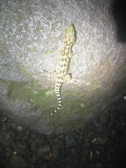 Cyrtodactylus marmoratus