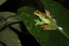 Zhangixalus prominanus