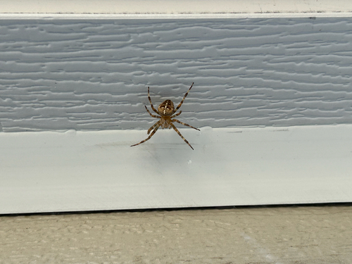 Cross Orbweaver