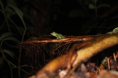 Zhangixalus prominanus