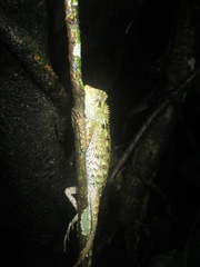 Gonocephalus kuhlii