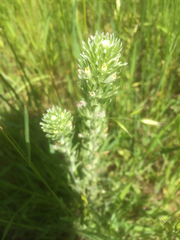Castilleja attenuata