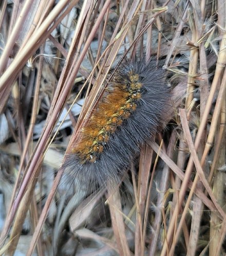 Salt Marsh Moth