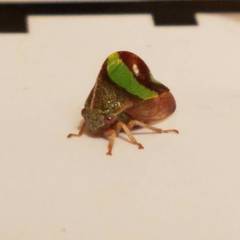 Smilia fasciata