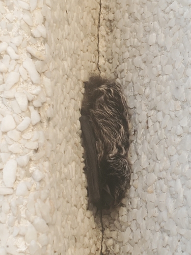 Silver-haired Bat observed by carinalc
