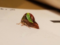 Smilia fasciata