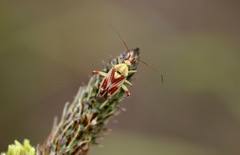 Calocoris roseomaculatus