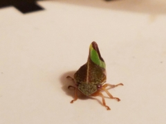 Smilia fasciata