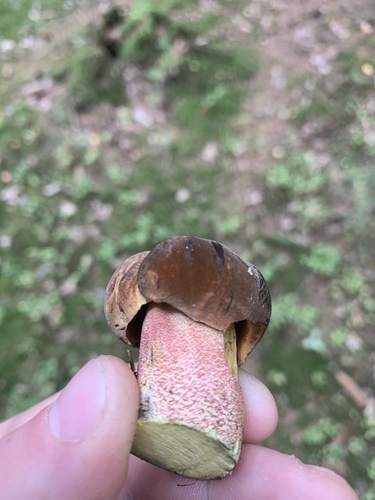 Dotted Stem Bolete