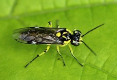 Rhogogaster picta