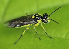 Rhogogaster picta