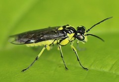 Rhogogaster picta