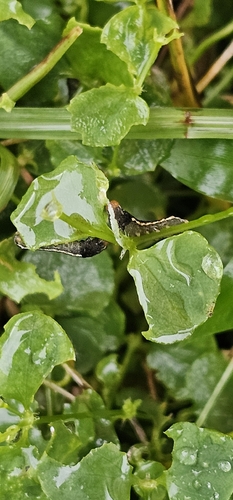 Southern Armyworm Moth photo 3