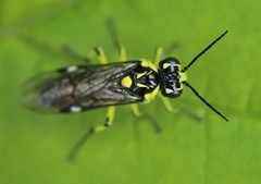 Rhogogaster picta